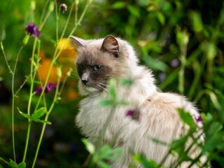 Ragdoll Cat