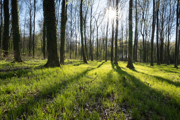 Buchenwald im Frühling, Nordrhein-Westfalen, Deutschland, Europa