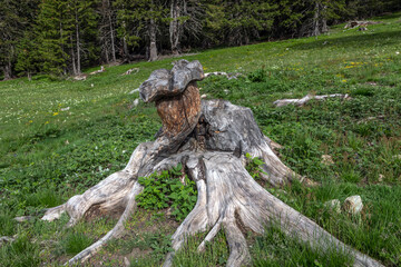 Fototapeta premium Sculpture en forme de gentiane sur arbre coupé , alpes , Massif du Taillefer 