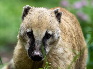 Obraz premium Nasenbär