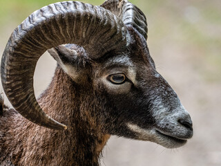 Ziegenbock