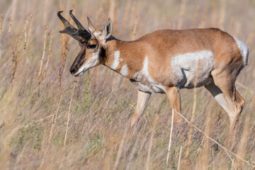 Pronghorn in the field of Antelope Island SP, Utah