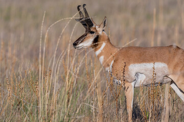 Pronghorn in the field of Antelope Island SP, Utah