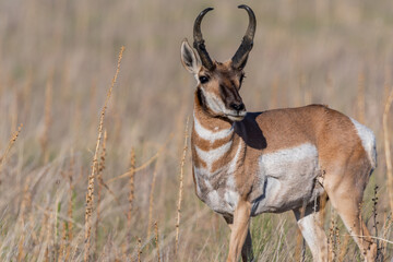 Pronghorn in the field of Antelope Island SP, Utah
