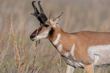 Pronghorn in the field of Antelope Island SP, Utah