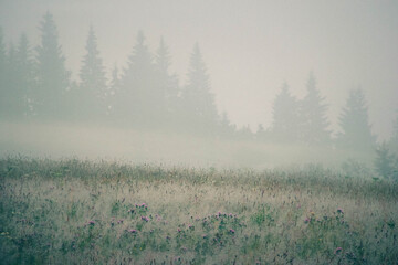 Morning thick fog over a field with flowers against the background of a silhouette of fir trees