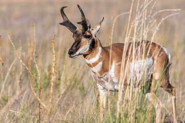 Pronghorn in the field of Antelope Island SP, Utah © CheriAlguire