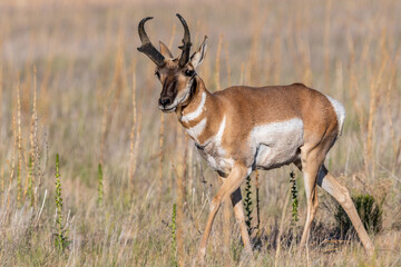 Pronghorn in the field of Antelope Island SP, Utah