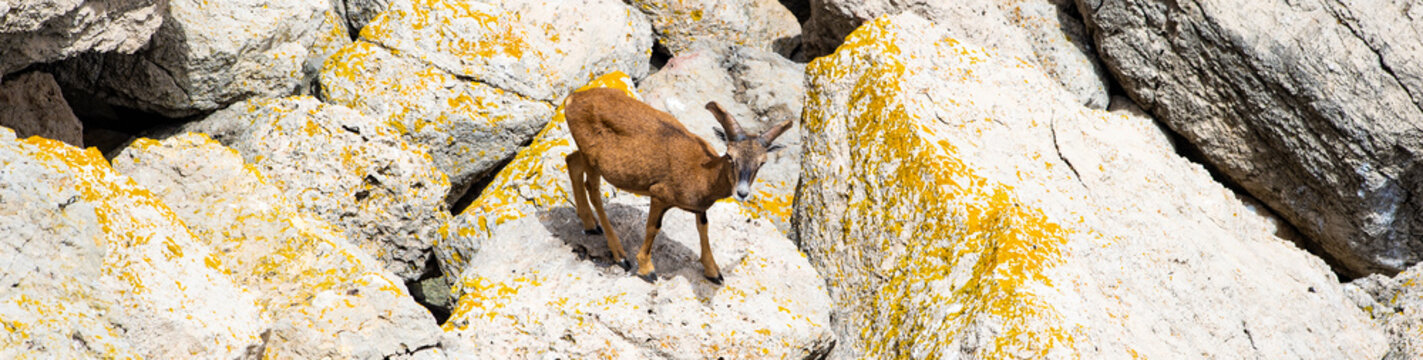 Stunning view of a mouflon grazing on some granite rocks in Figarolo, Golfo Aranci, Sardinia, Italy. The European mouflon is a subspecies and a descendant of the Armenian mouflon.