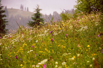 Obraz premium Field with flowers against the background of mountains and forest