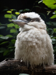 Eisvogel