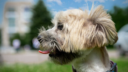 Portrait of a cute dog outdoor. Dog on a summer day close up.