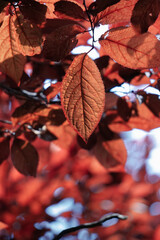 red tree leaves in the nature in autumn season, red background