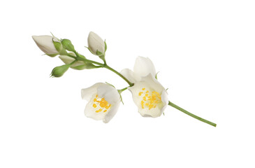 Naklejka na ściany i meble Beautiful flowers of jasmine plant isolated on white