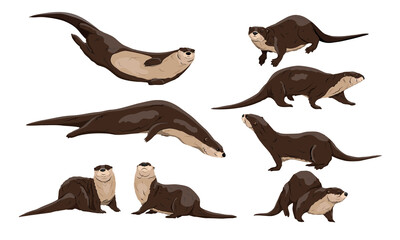 Eurasian otter Lutra lutra set. The Eurasian river otter. Wild semiaquatic mammal of Eurasia. Realistic vector animal