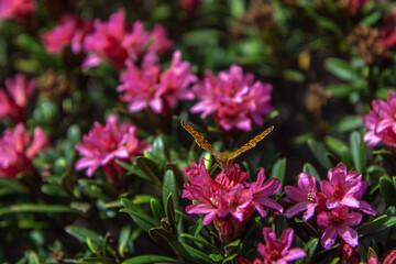 Mélitée orangée sur rhododendron , alpage montagne , Massif du taillefer .
