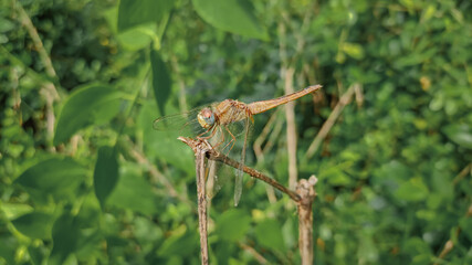 dragonfly on a grass