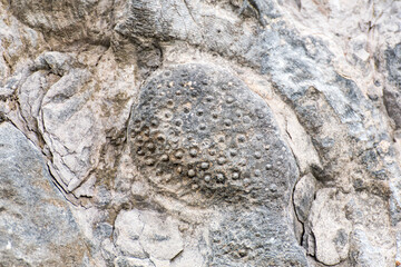Fosil, restos en paredes