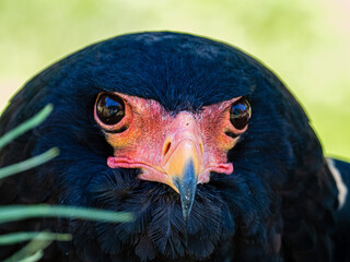 Adler