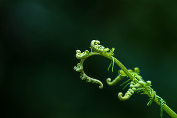 Fondo abstracto de un helecho