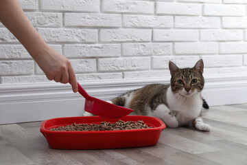 Woman cleaning cat litter tray at home, closeup - Powered by Adobe
