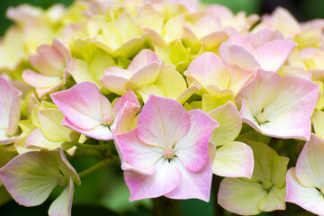 Muchas flores, muchos pétalos
