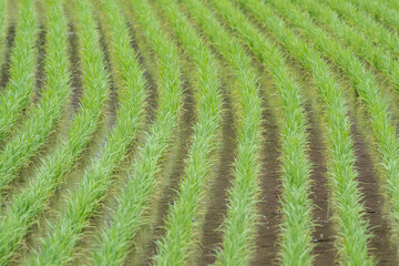 綺麗に植えられた水田