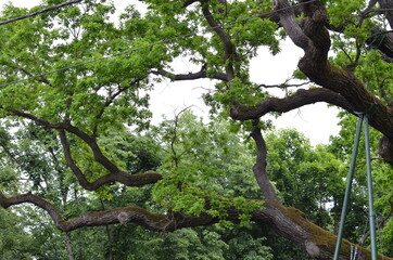 Dąb , Bartek , Zagnańsk  , Zagnańsk  dąb Bartek stary Dąb  