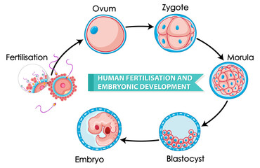 Human fertilisation and embryonic development
