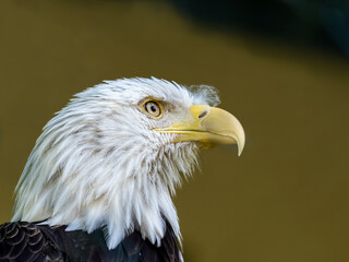 Adler