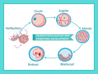 Human fertilisation and embryonic development diagram