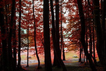 View of the picnic area through the trees with red leaves in the autumn in Abant Lake National Park