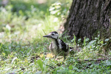 woodpecker in the park on a tree