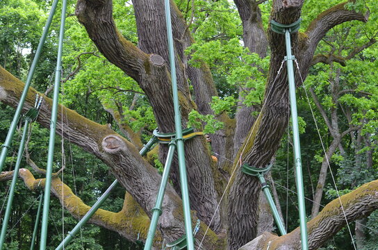 Dąb , Bartek , Zagnańsk  , Zagnańsk  dąb Bartek stary Dąb  