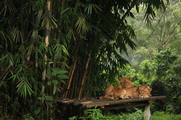 in the jungle the lions sleep tonight