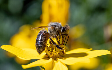 A honey bee collecting pollen at stamens in a flower. A bee working on a garden flower.