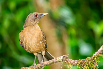 Clay-colored Robin, Turdus grayi, Tropical Rainforest, Costa Rica, Central America, America