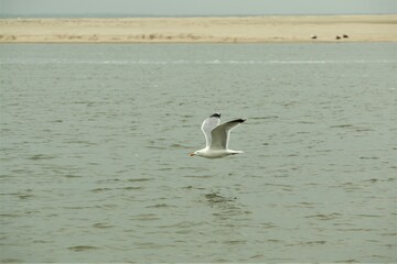 A seagull is flying above the water near a beach