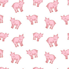 Vector seamless pattern with cute pigs, piglets on white background.
