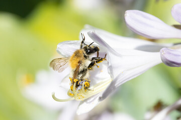A bumble-bee collecting pollen in a white flower. A humble-bee working on a garden flower.