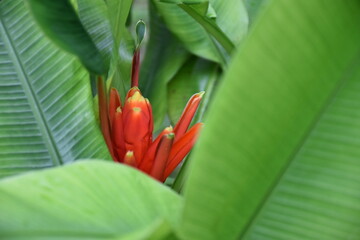 Beautiful street flowers in Jhochiat Road ,Singapore 