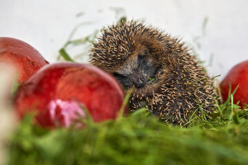A hedgehog in red apples lies. curled up in a ball and lies on a stump in the grass. Small animal...