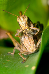 Tropical Grasshopper, Tropical Rainforest, Costa Rica, Central America, America