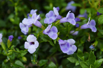Fototapeta na wymiar 青色の花　トレニア