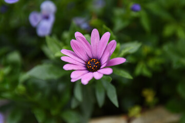 Fototapeta premium ピンク色の花 オステオスペルマム