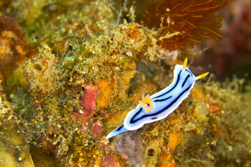 Sea Slug, Dorid Nudibranch, Elisabeth s Chromodoris, Chromodoris elisabethina, Coral Reef, Lembeh, North Sulawesi, Indonesia, Asia
