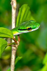 Parrot snake, Satiny Parrot Snake, Leptophis depressirostris, Tropical Rainforest, Corcovado National Park, Osa Conservation Area, Osa Peninsula, Costa Rica, Central America, America