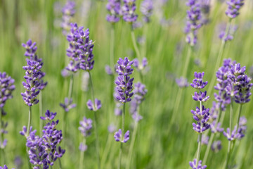 detail of violet blooming lavender plant
