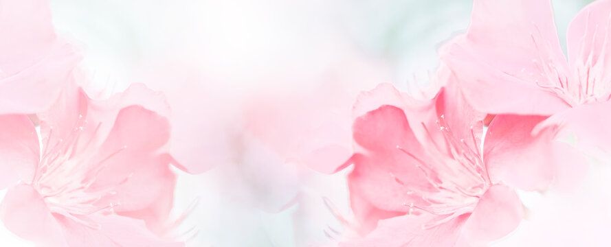 Pink red beautiful spring flower bloom branch background with free copy space for greeting card or environment cover page, template, web banner and header.