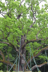 Dąb , Bartek , Zagnańsk  , Zagnańsk  dąb Bartek stary Dąb  